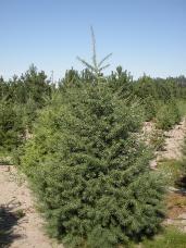 Douglas Fir